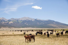 USA-Colorado-Bison and Cattle Working Ranch in Colorado